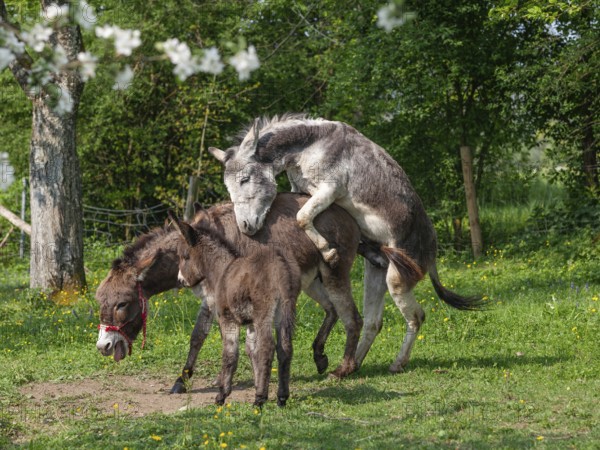 Donkey (Equus asinus), mating, pair with foal, Upper Bavaria, Germany