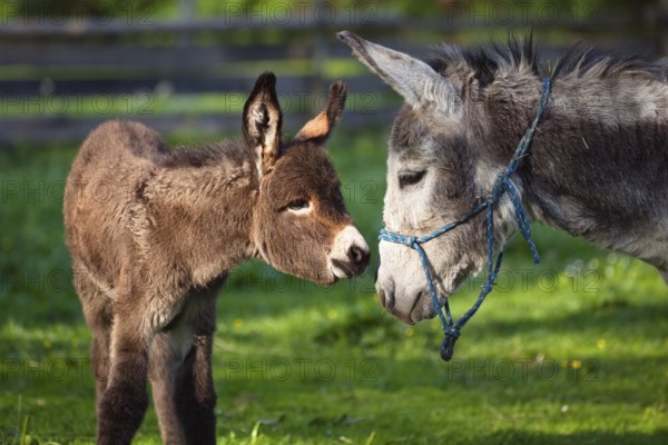 Donkey with foal, Equus asinus, Upper Bavaria, Germany
