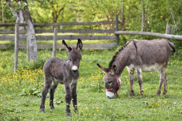 Donkey with foal in orchard, Equus asinus, Upper Bavaria, Germany
