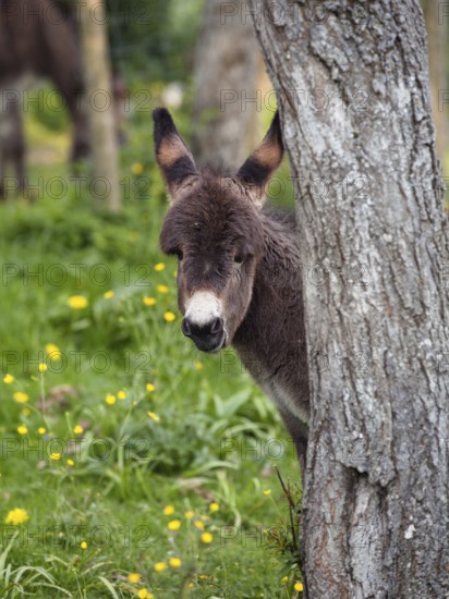 Donkey foal (Equus asinus), behind tree trunk, portrait, Upper Bavaria, Germany