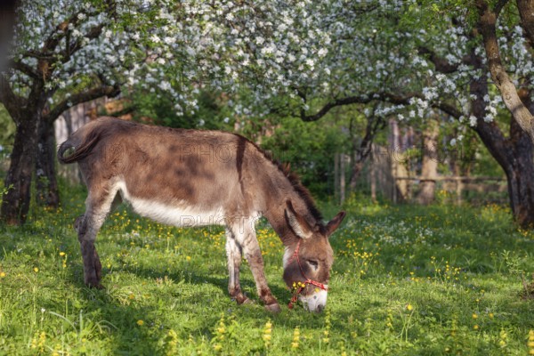 Donkey (Equus asinus), in orchard in Upper Bavaria with apple trees, Germany