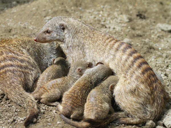Zebra mongoose (Mungos mungo), family with babies, suckling, Africa, captive