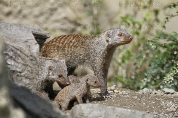 Zebra mongoose (Mungo mongoose), family with babies, Africa, captive