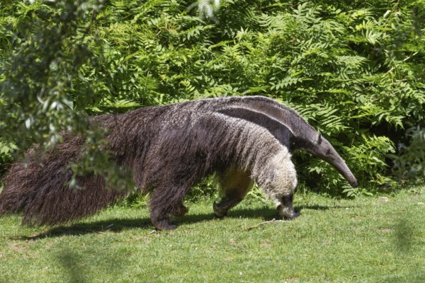 Giant anteater (Myrmecophaga tridactyla), South America, zoo, captive