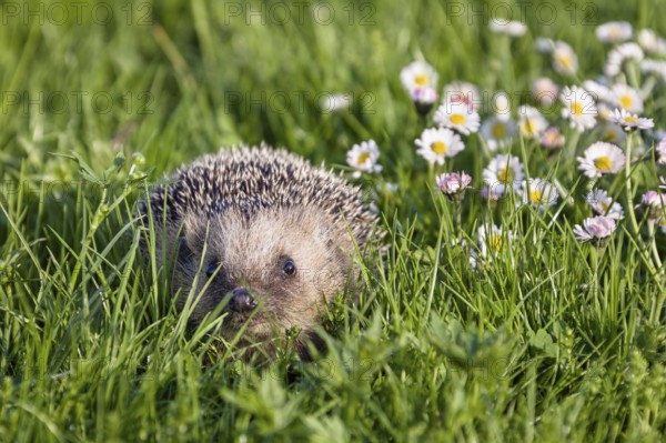 Hedgehog in spring on a flower meadow, (Erinaceus europaeus), in the garden, Upper Bavaria, Germany