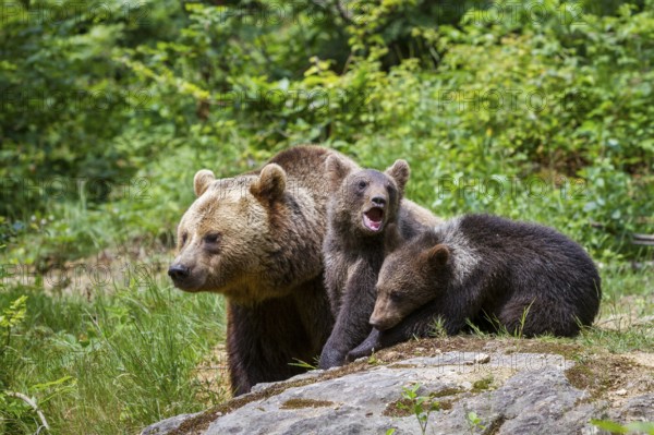Brown bear (Ursus arctos), bear with cubs, mother, female, Bavarian Forest National Park, Lower Bavaria, Germany, Europe, captive