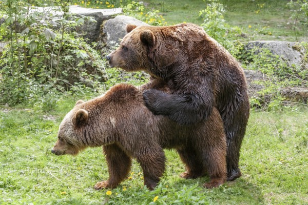 Brown bears (Ursus arctos), mating, Europe, zoo, captive