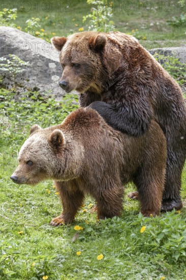 Brown bears (Ursus arctos), mating, Europe, zoo, captive