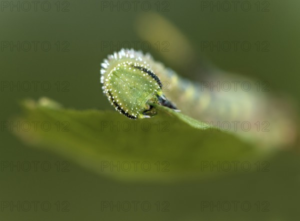 Caterpillar of the death's-head hawkmoth (Acherontia atropos) in the L2 stage feeding on a privet leaf, one of the main food plants of this species, Valais, Switzerland