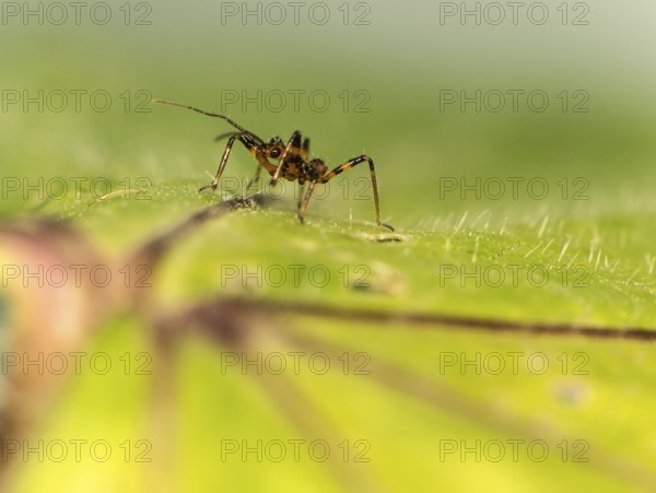 A few days old nymph of a predatory bug (probably Rhynocoris cf. cuspidatus), family Reduviidae, Valais, Switzerland