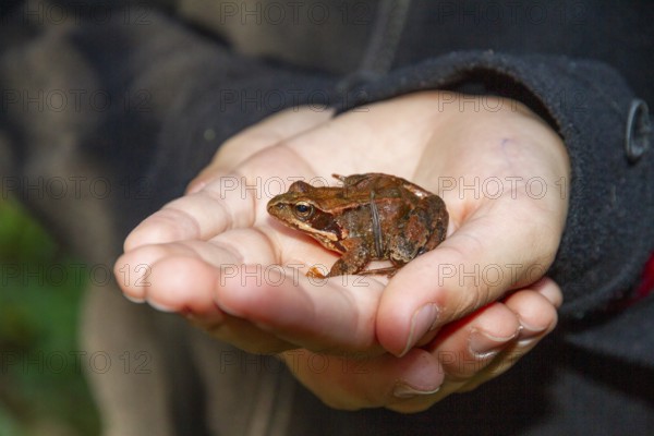 Grass frog (Rana temporaria), in children's hands, hands, Upper Bavaria, Germany