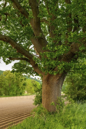 Mighty tree trunk of a single ancient English oak (Quercus Robur) at the edge of a field, labelled as a natural monument, near Grießem, Lower Saxony, Germany