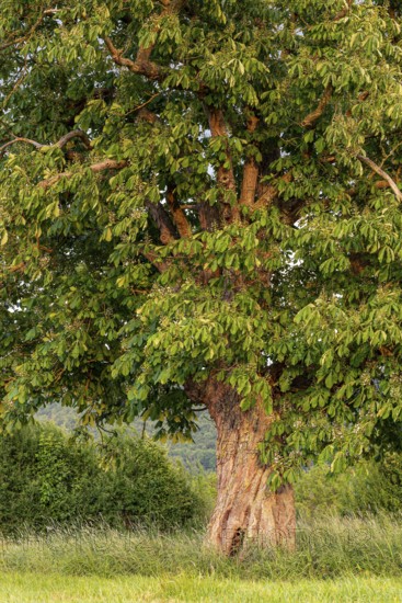 A single horse chestnut (Aesculus hippocastanum) with twisted trunk on a green meadow, Emmerwiesen, Bad Pyrmont, Lower Saxony, Germany