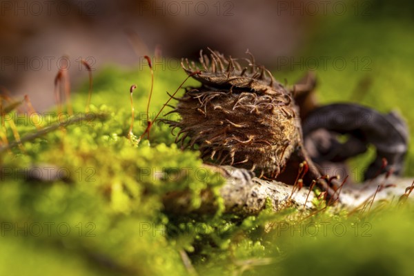 Macro photograph of the empty fruit cup or seed capsule of beechnuts of a copper beech (Fagus sylvatica) on green moss in the forest, Germany