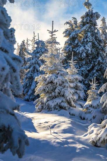 Picturesque spruces (Picea abies) in a densely snow-covered coniferous forest in the warm light of dusk on a sunny day in winter, Brocken, Harz National Park, Saxony-Anhalt, Germany