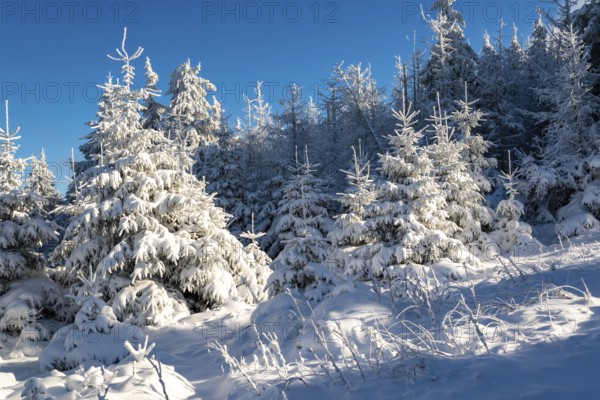Young spruces (Picea abies) in front of a densely snow-covered coniferous forest under a clear blue sky on a sunny day in winter, Brocken, Harz National Park, Saxony-Anhalt, Germany