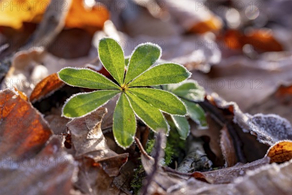Close-up of the star-shaped leaves of woodruff (Galium odoratum) covered with frost on old autumn leaves on the ground of a forest, Germany