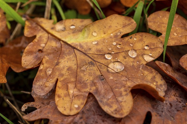 Close-up of the leaf of an oak (Quercus) in autumnal brown colouring on the ground of a forest, wetted with water droplets glistening in the light, Germany