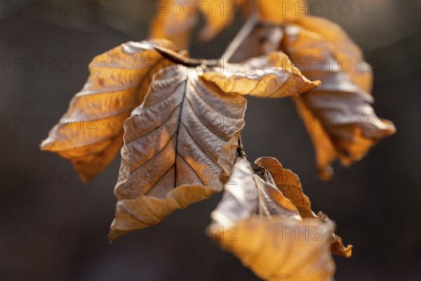 Close-up of the branch of a beech (Fagus sylvatica) with autumnal yellow-orange leaves shining in the counter-hole, Germany