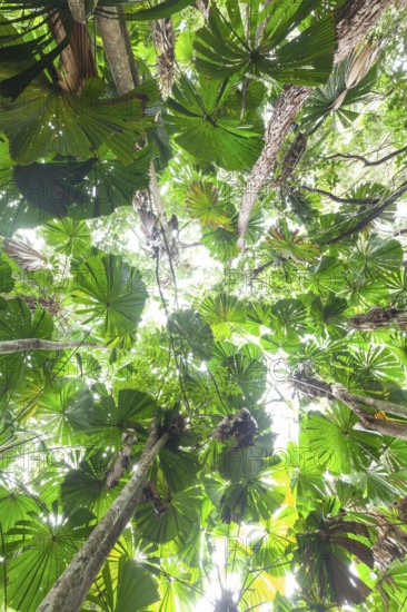 Fan palms in forest, Daintree National Park, Queensland, Australia