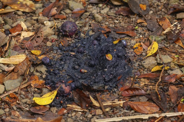 Cassowary droppings (Scat), seed-filled, on forest ground, Daintree National Park, Queensland, Australia