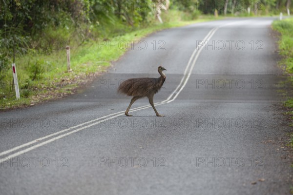 Young Southern Cassowary crossing the road in Daintree National Park, Queensland, Australia