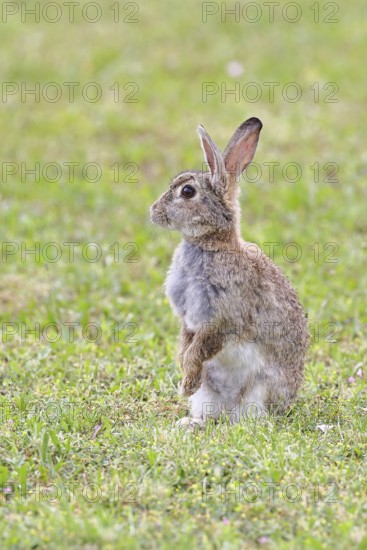 Wild rabbit (Oryctolagus cuniculus), sitting in a meadow, making mate, erect, fully grown, alert, wildlife, animals, rodent, Podersdorf, Lake Neusiedl-Seewinkel National Park, Burgenland, Austria