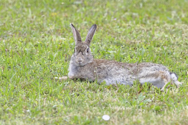 Wild rabbit (Oryctolagus cuniculus), lying in a meadow, fully grown, alert, wildlife, animals, rodent, Podersdorf, Lake Neusiedl-Seewinkel National Park, Burgenland, Austria