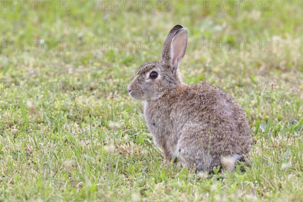 Wild rabbit (Oryctolagus cuniculus), sitting in a meadow, adult, alert, wildlife, animals, rodent, Podersdorf, Lake Neusiedl-Seewinkel National Park, Burgenland, Austria