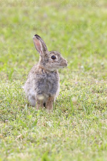 Wild rabbit (Oryctolagus cuniculus), sitting in a meadow, adult, alert, wildlife, animals, rodent, Podersdorf, Lake Neusiedl-Seewinkel National Park, Burgenland, Austria
