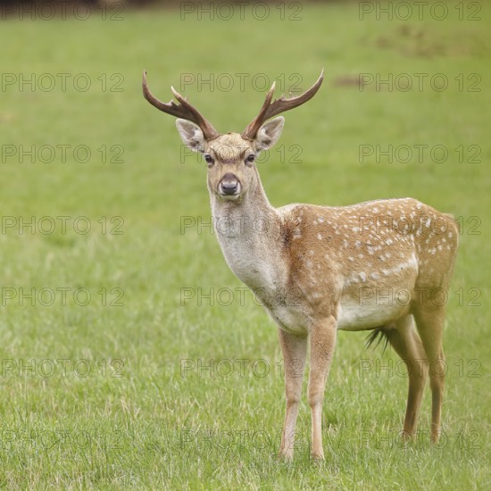 Fallow deer (Dama dama), young deer standing in a forest clearing, North Rhine-Westphalia, Germany
