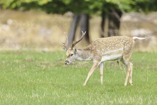 Fallow deer (Dama dama), young deer running in a forest clearing, North Rhine-Westphalia, Germany