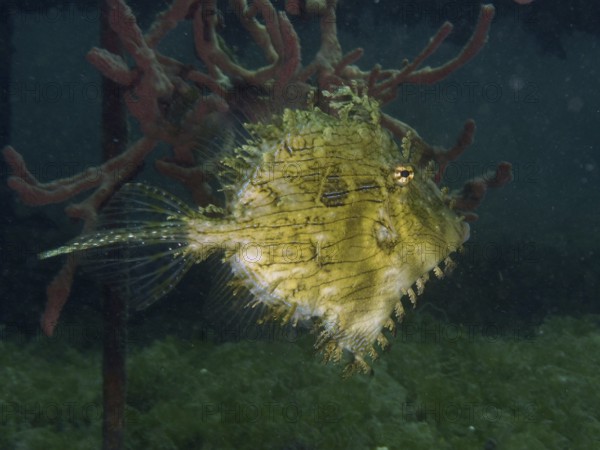 A bizarre jewellery filefish (Chaetodermis penicilligerus), filefish, swimming next to an algae-covered structure, dive site Secret Bay, Gilimanuk, Bali, Indonesia