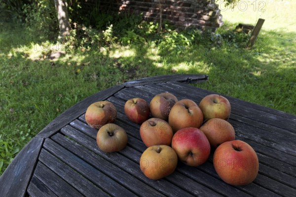 Apples from a traditional orchard are lying on an old wooden table in the garden, Rheinaue Friemersheim, Duisburg, North Rhine-Westphalia