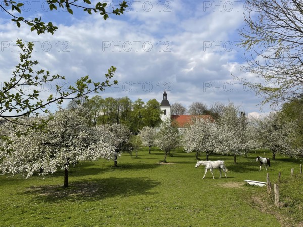 Orchard with blossoming apple trees and village church, Rheinaue Friemersheim, Duisburg, North Rhine-Westphalia, Germany