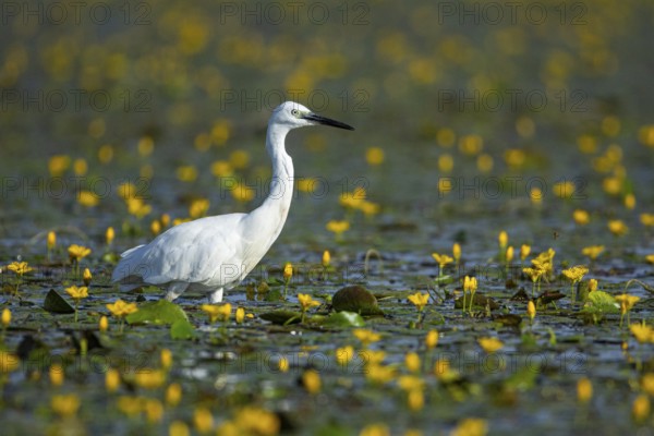 Little Egretta Garzetta Egretta) Hungary