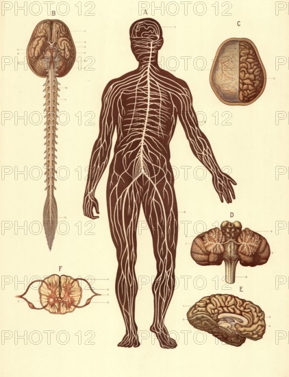 Medical illustration, structure of the human nervous system, school picture, authentic reproduction of a school mural, around 1900, exact date unknown, historical