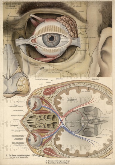 Medical illustration, structure of the human eye, school picture, authentic reproduction of a school mural, around 1900, exact date unknown, historical