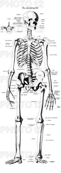 Medical illustration, bone framework, human skeleton, school picture, authentic reproduction of a school mural, around 1900, exact date unknown, historical