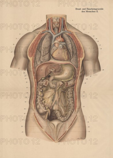 Medical illustration, intestines, internal organs in human chest and abdomen, school picture, authentic reproduction of a school mural, around 1900, exact date unknown, historical