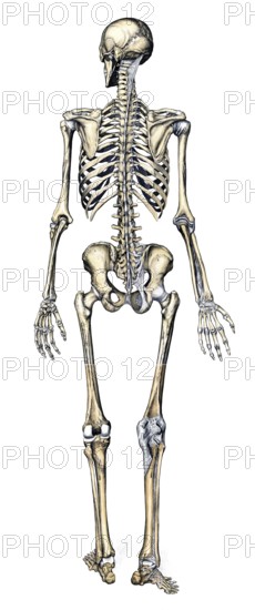 Medical illustration, human skeleton from behind, school picture, authentic reproduction of a school mural, around 1900, exact date unknown, historical