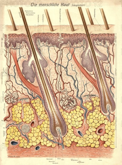 Medical illustration, structure of human skin, school picture, authentic reproduction of a school mural, around 1900, exact date unknown, historical