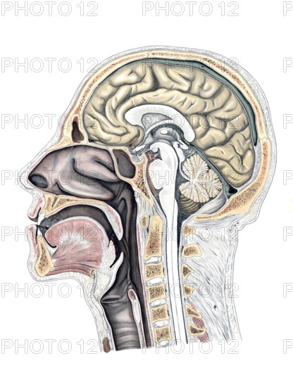 Medical illustration, cut through a human head and neck, school picture, authentic reproduction of a school mural, around 1900, exact date unknown, historical