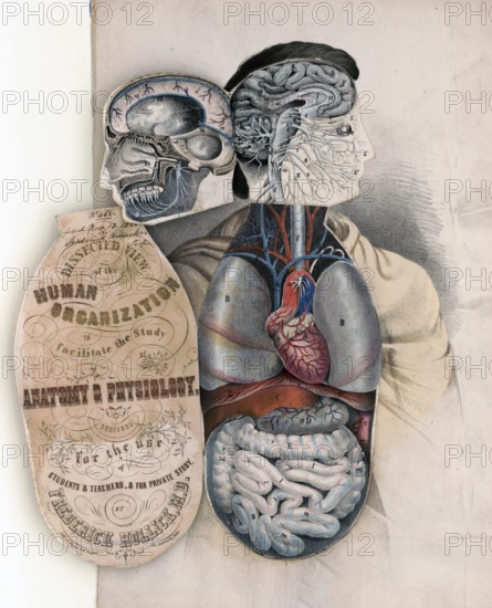 Medical illustration, section of the human organism to facilitate the study of anatomy and physiology 1846, school picture, authentic reproduction of a school mural, around 1900, exact date unknown, historical