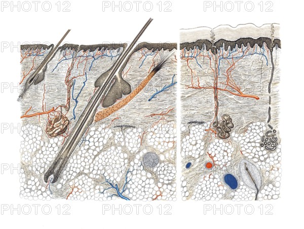 Medical illustration, cut through human skin and hair root, school picture, authentic reproduction of a school mural, around 1900, exact date unknown, historical