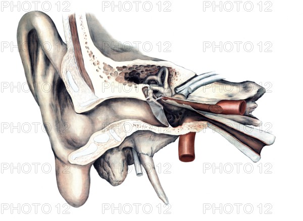 Medical illustration, The human hearing organ, ear, school picture, authentic reproduction of a school mural, around 1900, exact date unknown, historical