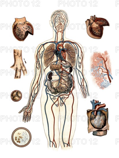Medical illustration, human blood circulation with organs, school picture, authentic reproduction of a school mural, around 1900, exact date unknown, historical
