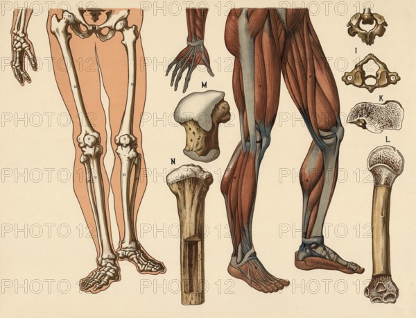 Medical illustration, human body, skeleton, bone structure and muscles, school picture, authentic reproduction of a school mural, around 1900, exact date unknown, historical
