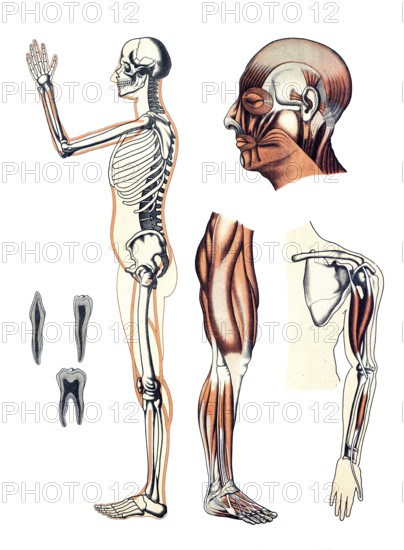 Medical illustration, human skeleton and muscles, school picture, authentic reproduction of a school mural, around 1900, exact date unknown, historical