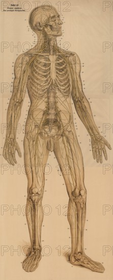 Medical illustration, The peripheral nervous system, school picture, authentic reproduction of a school mural, around 1900, exact date unknown, historical